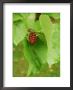 Morus Nigra (Black Mulberry) by Mark Bolton Limited Edition Print