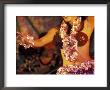 Hula Dancer, Kauai, Hawaii, Usa by John & Lisa Merrill Limited Edition Pricing Art Print