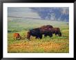 Bison At Neil Smith National Wildlife Refuge, Iowa, Usa by Chuck Haney Limited Edition Print