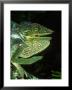 Panther Chameleon, Threat Display, Madagascar by Brian Kenney Limited Edition Print