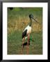 Female Jabiru (Black Necked Stork) (Ephippiorhynchus Asiaticus), Western Australia, Australia by Steve & Ann Toon Limited Edition Print
