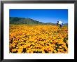 Photographer In Field Of California Poppies, East County, San Diego, California by Richard Cummins Limited Edition Pricing Art Print