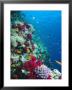 Huge Biodiversity In Living Coral Reef, Red Sea, Egypt by Lousie Murray Limited Edition Print