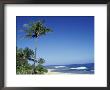 Palm Trees And Sand At Ha'ena Beach, Kauai, Hawaii, Usa by John & Lisa Merrill Limited Edition Pricing Art Print