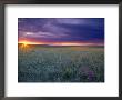 Prairie Sunset Near Culbertson, Montana, Usa by Chuck Haney Limited Edition Print