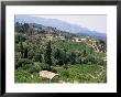 Vineyards On The Island Of Samos, Greece by David Beatty Limited Edition Print