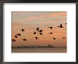 Canadian Geese In Flight In Chicago by Keith Levit Limited Edition Print