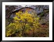 Sandstone In Soft Autumn Rain, Utah, Usa by Jerry Ginsberg Limited Edition Print