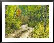 Road With Autumn Colors And Aspens In Kebler Pass, Colorado, Usa by Julie Eggers Limited Edition Pricing Art Print