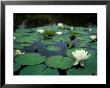 White Water-Lily In Bloom, Comox Valley, British Columbia by Brent Bergherm Limited Edition Print