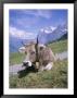 Cow At Alpiglen, Grindelwald, Bernese Oberland, Swiss Alps, Switzerland by Hans Peter Merten Limited Edition Print