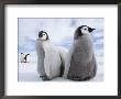 Emperor Penguin Chicks (Aptenodytes Forsteri), Snow Hill Island, Weddell Sea, Antarctica by Thorsten Milse Limited Edition Pricing Art Print
