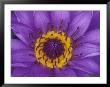 Purple And Yellow Lotus Flower, Bangkok, Thailand by John & Lisa Merrill Limited Edition Print