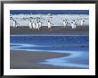 Gentoo Penguins (Pygocelis Papua Papua) Walking, Sea Lion Island, Falkland Islands, South Atlantic by Marco Simoni Limited Edition Print