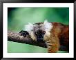 Female Black Lemur (Eulemur Macaco Macaco) On Branch, Antsiranana, Madagascar by Karl Lehmann Limited Edition Print