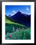 Colourful Wildflowers And Mountain Backdrop Near Logan Pass, Glacier National Park, Montana, Usa by Gareth Mccormack Limited Edition Pricing Art Print