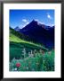 Colourful Wildflowers And Mountain Backdrop Near Logan Pass, Glacier National Park, Montana, Usa by Gareth Mccormack Limited Edition Print