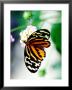 Ismenius Longwing Butterfly Feeding On A Flower, Originates From South America. by Philip Tull Limited Edition Print