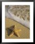 Starfish And Surf Of Makena Beach, Maui, Hawaii, Usa by Darrell Gulin Limited Edition Print