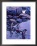 Gentoo Penguin, Antarctica by Joe Restuccia Iii Limited Edition Print