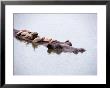 Hippo With Turtles On Back, Kenya by Michele Burgess Limited Edition Pricing Art Print