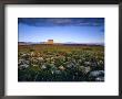 Chief Mountain And Prairie Wildflowers At Glacier National Park, Montana, Usa by Chuck Haney Limited Edition Pricing Art Print