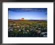 Chief Mountain And Prairie Wildflowers At Glacier National Park, Montana, Usa by Chuck Haney Limited Edition Print