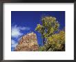Angels Landing Above The Zion Valley, Zion National Park, Utah, Usa by Jamie & Judy Wild Limited Edition Print