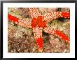 Sea Star, Banda Island, Indonesia by Stuart Westmoreland Limited Edition Pricing Art Print