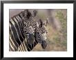 Burchell's Zebra, Zimbabwe by William Sutton Limited Edition Pricing Art Print