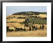 Landscape With Winding Road Lined With Cypress Trees, Monticchiello, Near Pienza, Tuscany, Italy by Ruth Tomlinson Limited Edition Print