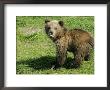 Alaskan Brown Bear, Baby Bear Sticking Tongue Out, Alaska by Roy Toft Limited Edition Print