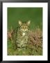 Scottish Wildcat, Felis Sylvestris Pure-Bred Male, August Highlands, Scotland by Mark Hamblin Limited Edition Pricing Art Print