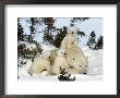 Polar Bear (Ursus Maritimus) Mother With Triplets, Wapusk National Park, Churchill, Manitoba by Thorsten Milse Limited Edition Print