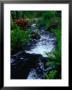 Mineral Waters Flowing Through Tropical Gardens, Arenal Volcano National Park, Costa Rica by Stephen Saks Limited Edition Print