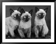 Group Of Three Sweet Siamese Kittens Sitting Together by Thomas Fall Limited Edition Pricing Art Print