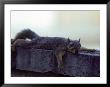 Fox Squirrel by Robert Marien Limited Edition Print