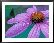 Purple Cone Flower With Water Drops by Brent Bergherm Limited Edition Print