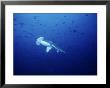 Scalloped Hammerhead Shark, Swimming, Pacific by Gerard Soury Limited Edition Print