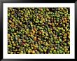 Coffee Beans, Coffee Plantation And Museum, Museo Del Cafe, Antigua, Guatemala by Cindy Miller Hopkins Limited Edition Print