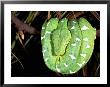 Emerald Tree Boa, Amazon, Ecuador by Pete Oxford Limited Edition Print