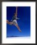Woman Jumping On Salt Pan, Salar De Uyuni, Bolivia by Woods Wheatcroft Limited Edition Print