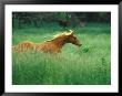Young Stallion Runs Through A Meadow Of Tall Grass, Montana, Usa by Gayle Harper Limited Edition Print
