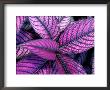 Fond Dous Estate, Persian Shield, St. Lucia, Caribbean by Greg Johnston Limited Edition Print