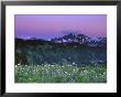 Paradise Twilight, Mt. Rainier National Park, Washington, Usa by Rob Tilley Limited Edition Print
