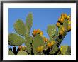 Prickly Pear Cactus, Lower Slopes, Mount Etna, Sicily, Italy by Duncan Maxwell Limited Edition Pricing Art Print