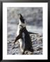 Jackass Penguin (African Penguin) (Spheniscus Demersus), Cape Town, South Africa, Africa by Thorsten Milse Limited Edition Print