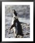 Jackass Penguin (African Penguin) (Spheniscus Demersus), Cape Town, South Africa, Africa by Thorsten Milse Limited Edition Pricing Art Print