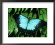 Ulysses Butterfly, Kuranda State Forest, Australia by Michael Fogden Limited Edition Print