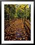 Boardwalk Full Of Maple Leaves At Tahquamenon State Park, Michigan, Usa by Chuck Haney Limited Edition Print